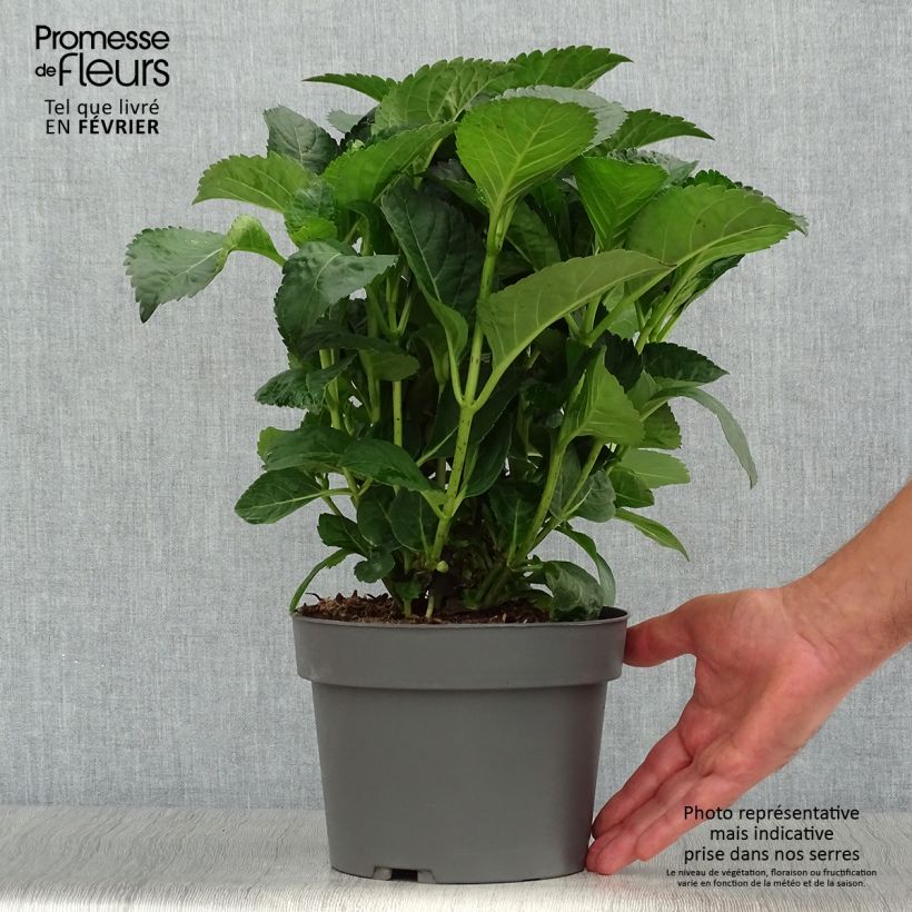 Hydrangea macrophylla Caipirinha 2L/3L pot sample as delivered in autumn