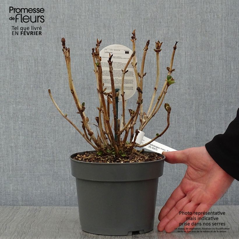 Hydrangea macrophylla Caipirinha 2L/3L pot sample as delivered in winter