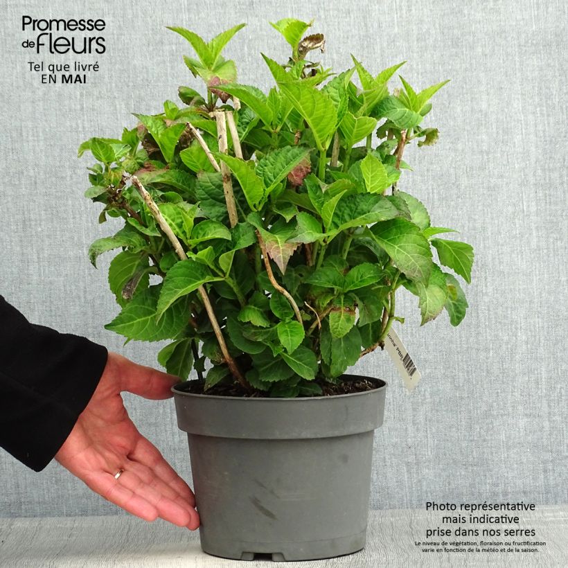 Hydrangea macrophylla Caipirinha 2L/3L pot sample as delivered in spring