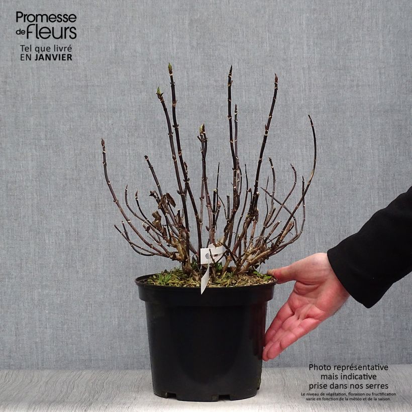 Hydrangea macrophylla Rendez-Vous Choco Chic 4L/5L pot sample as delivered in winter