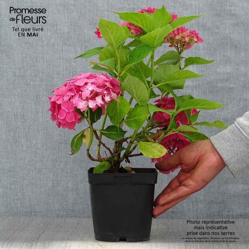 Hydrangea macrophylla Constellation 2L/3L pot sample as delivered in spring
