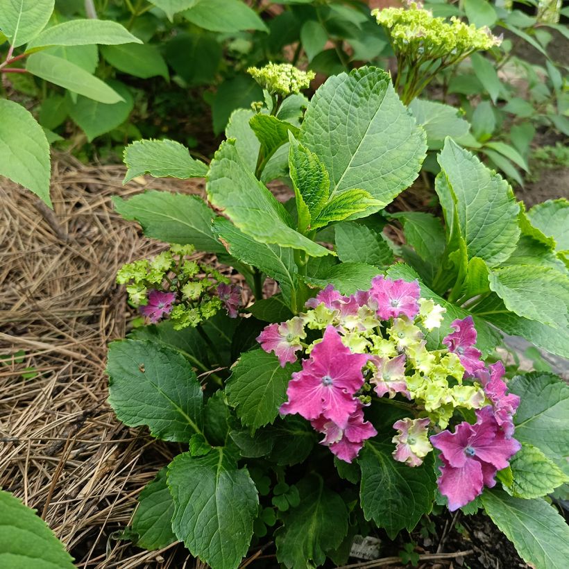 Hydrangea macrophylla Curly Sparkle Red (Plant habit)