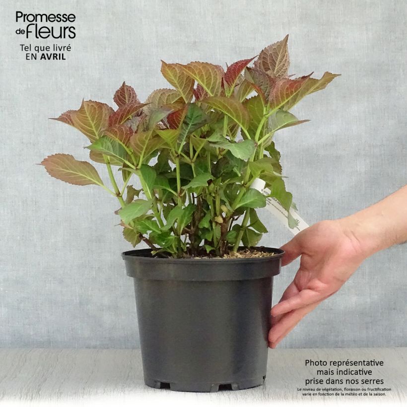 Hydrangea macrophylla Black Diamonds Dark Angel 4L/5L pot sample as delivered in spring