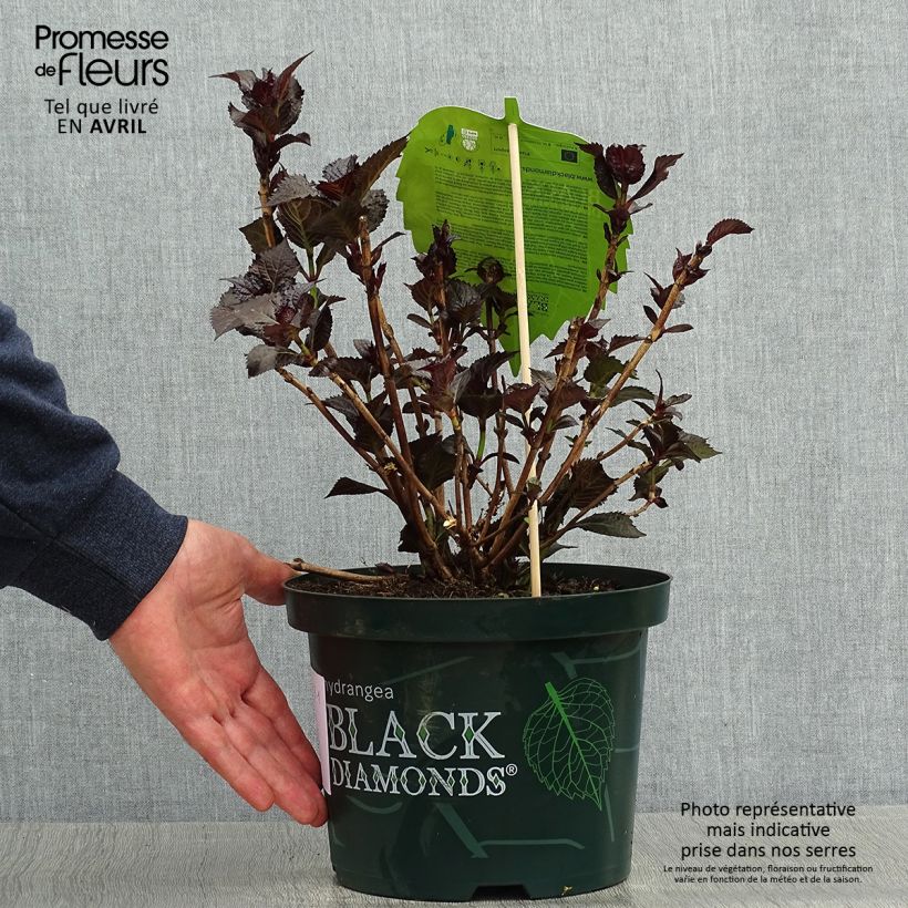 Hydrangea macrophylla Dark Angel Purple 2L/3L pot sample as delivered in spring