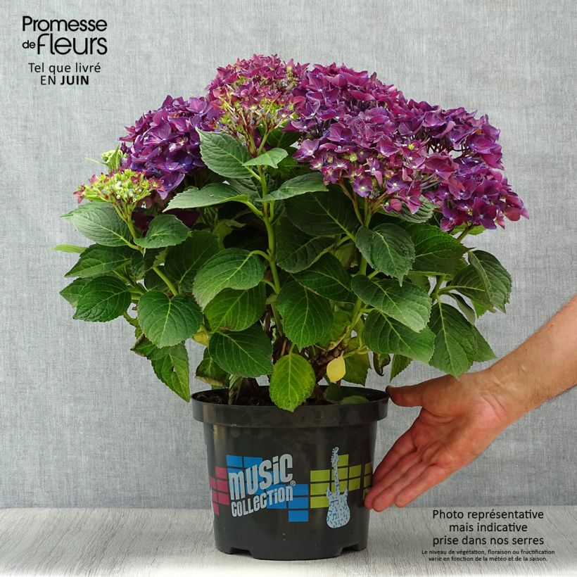 Hydrangea macrophylla Deep Purple Dance 4L/5L pot, Bush sample as delivered in summer