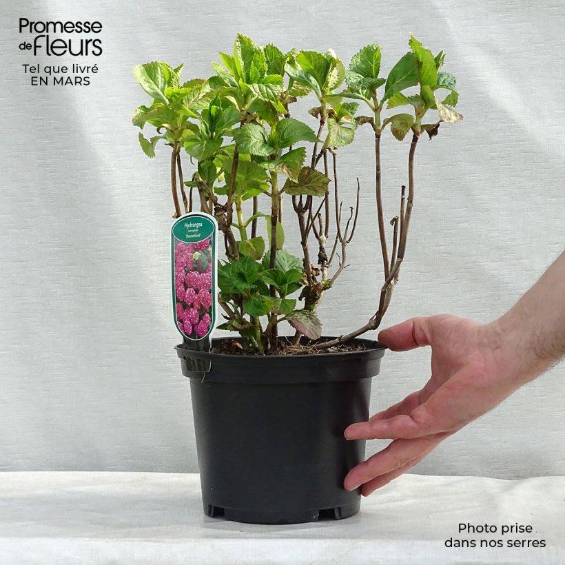 Hydrangea macrophylla Deutschland 2L/3L pot sample as delivered in winter