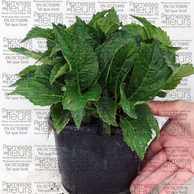 Example of Hydrangea macrophylla Dolce Farfalle 2L/3L pot specimen as delivered