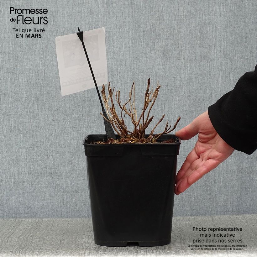 Hydrangea macrophylla Dolce Gipsy 4L/5L pot sample as delivered in winter