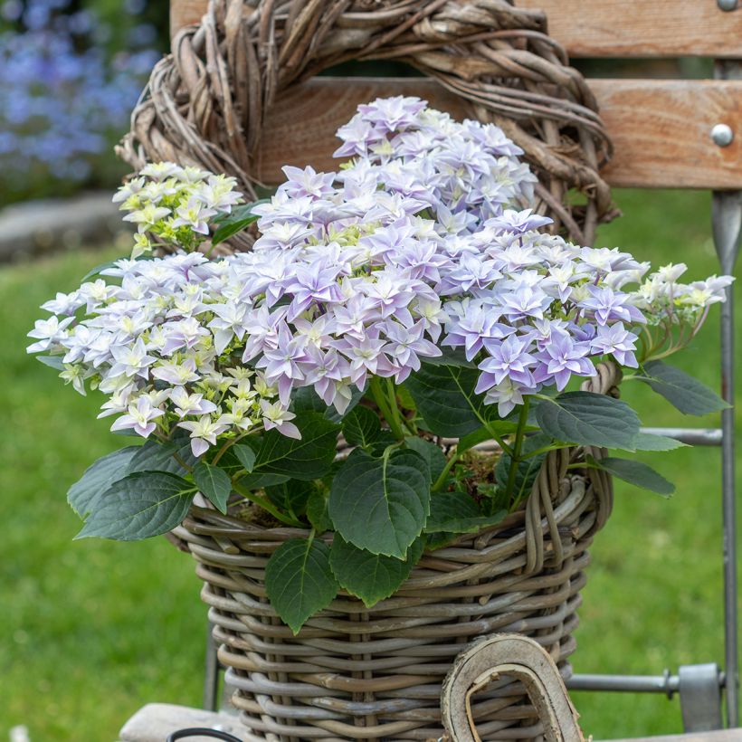 Hydrangea macrophylla Double Dutch Blue (Plant habit)