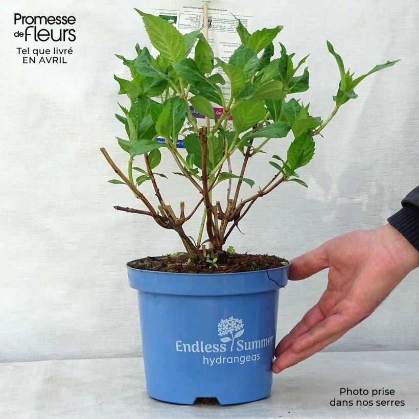 Hydrangea macrophylla Endless Summer Twist and Shout 2L/3L pot sample as delivered in spring
