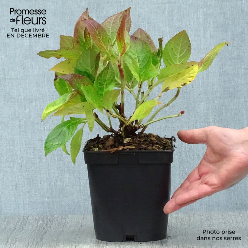 Hydrangea macrophylla Étoile Violette 2L/3L pot sample as delivered in winter