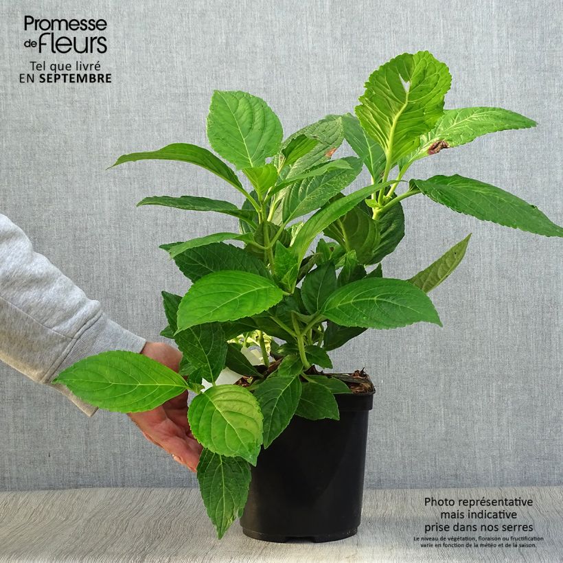 Hydrangea macrophylla Étoile Violette 2L/3L pot sample as delivered in autumn