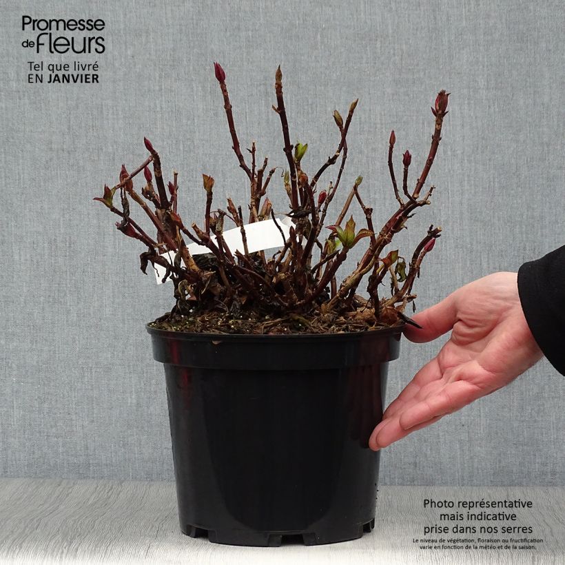 Hydrangea macrophylla Rendez-Vous French Cancan 4L/5L pot sample as delivered in winter