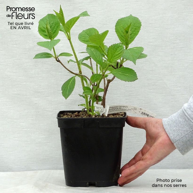 Hydrangea macrophylla Generale Vicomtesse de Vibraye 2L/3L pot sample as delivered in spring