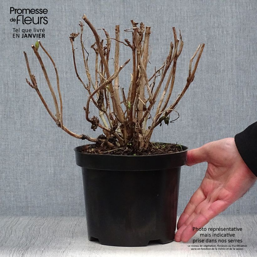 Hydrangea macrophylla Gertrud Glahn 2L/3L pot sample as delivered in winter