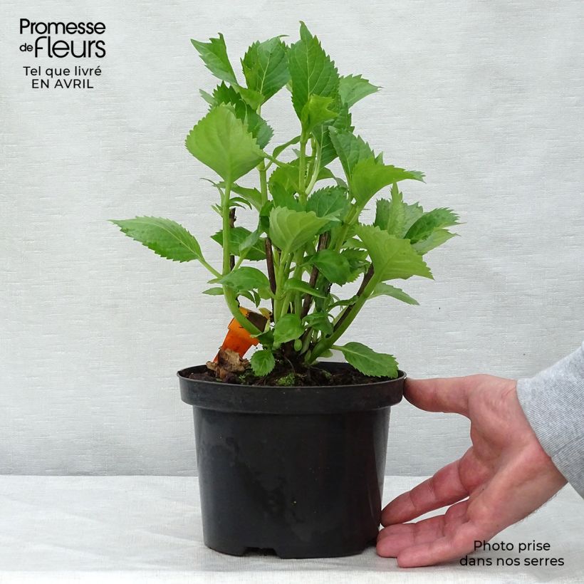 Hydrangea macrophylla Hamburg 2L/3L pot sample as delivered in spring