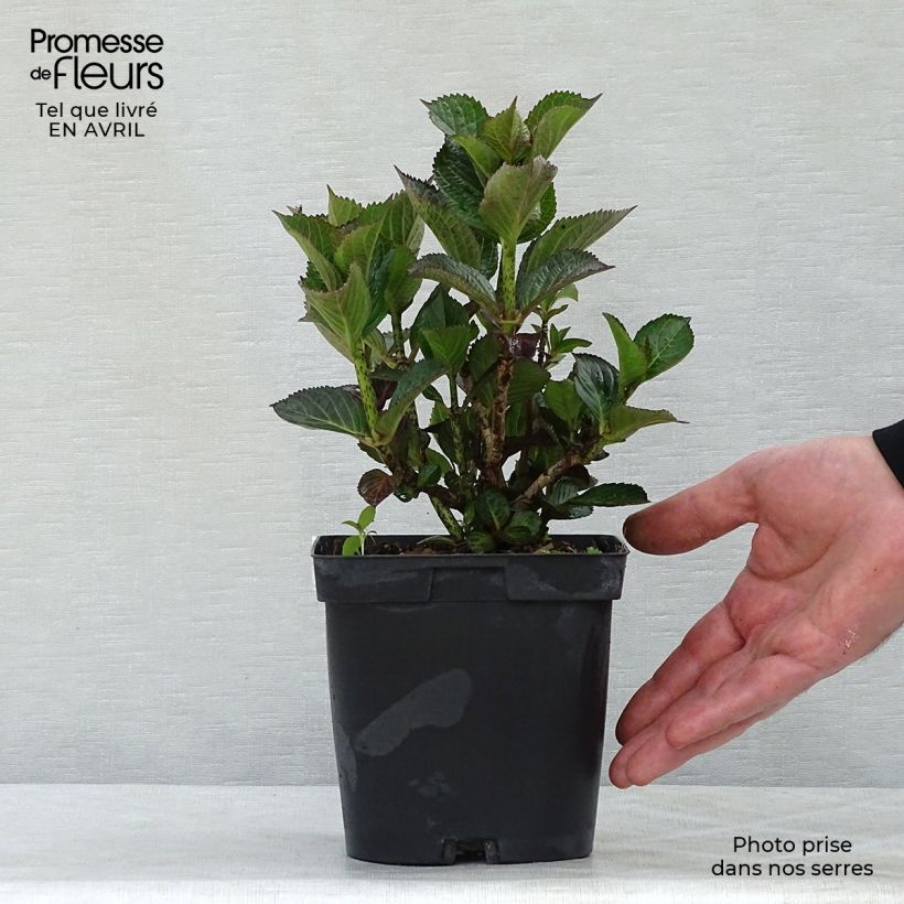 Hydrangea macrophylla Julisa 1.5L/2L pot sample as delivered in spring