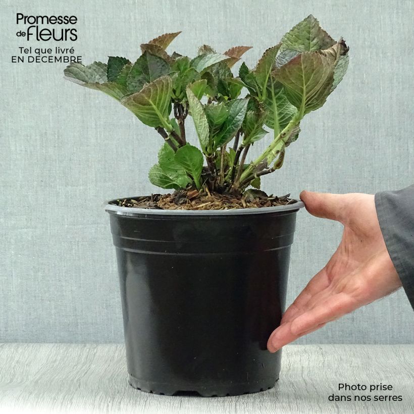 Hydrangea macrophylla Julisa 4L/5L pot sample as delivered in winter