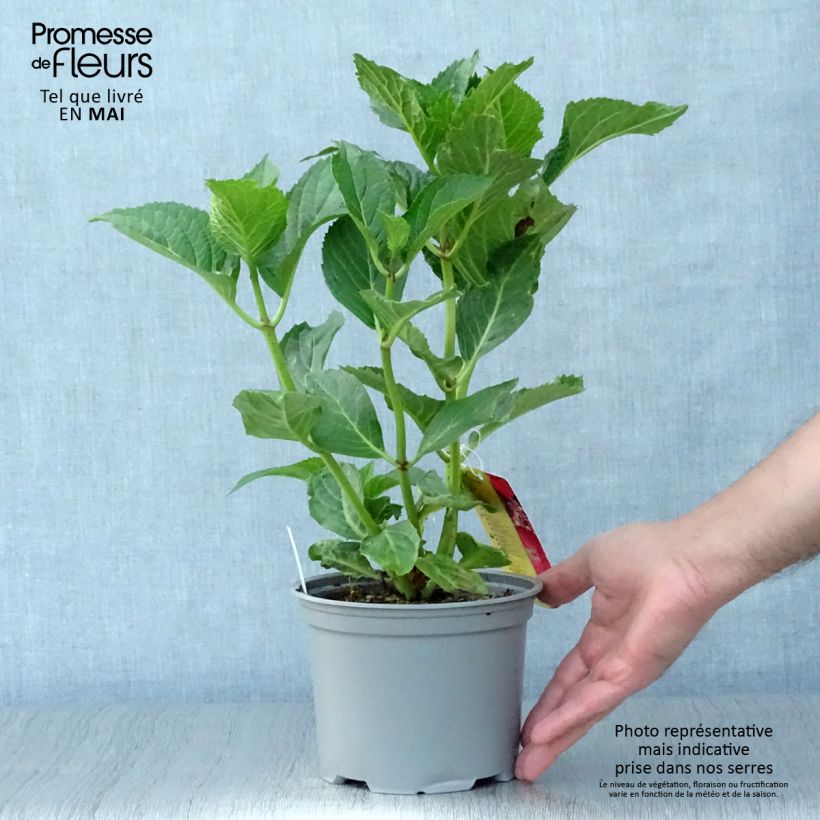 Hydrangea macrophylla Teller Kardinal 2L/3L pot sample as delivered in spring