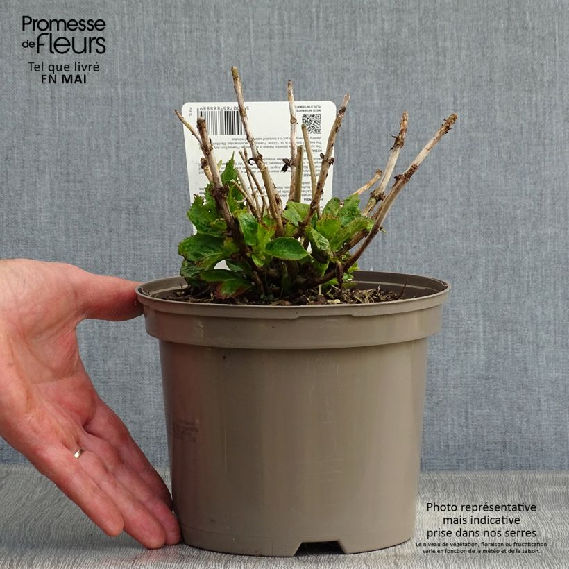 Hydrangea macrophylla Royalty Kardinal Violet 2L/3L pot sample as delivered in spring