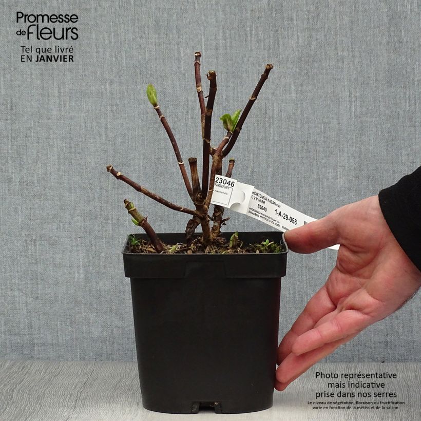 Hydrangea macrophylla Kazan 2L/3L pot sample as delivered in winter