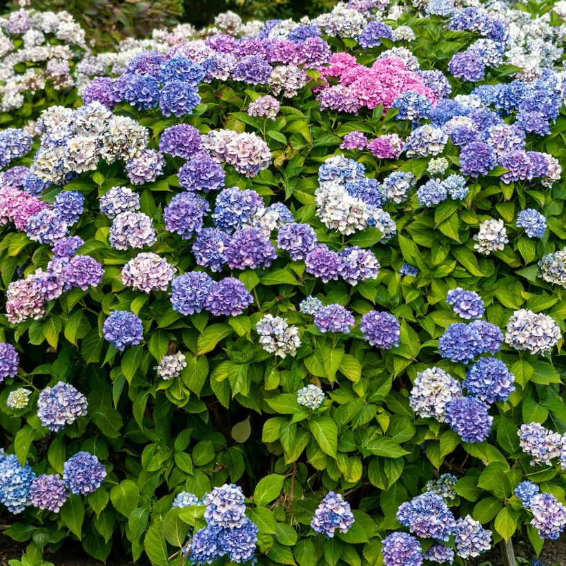 Hydrangea macrophylla La Marne (Plant habit)