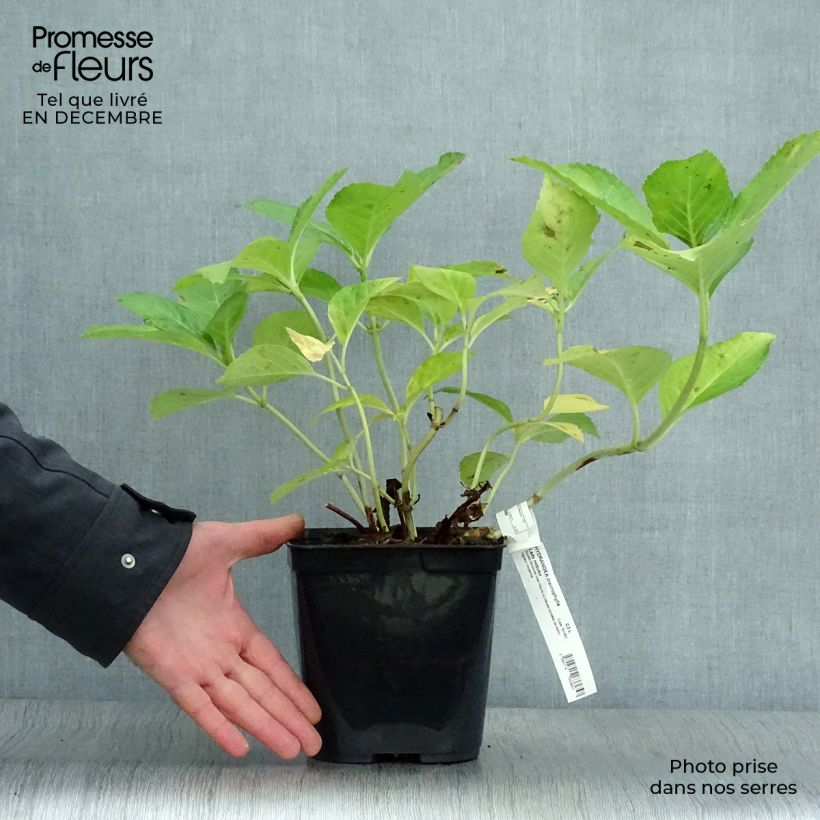 Hydrangea macrophylla Frau Nobuko 2L/3L pot sample as delivered in winter
