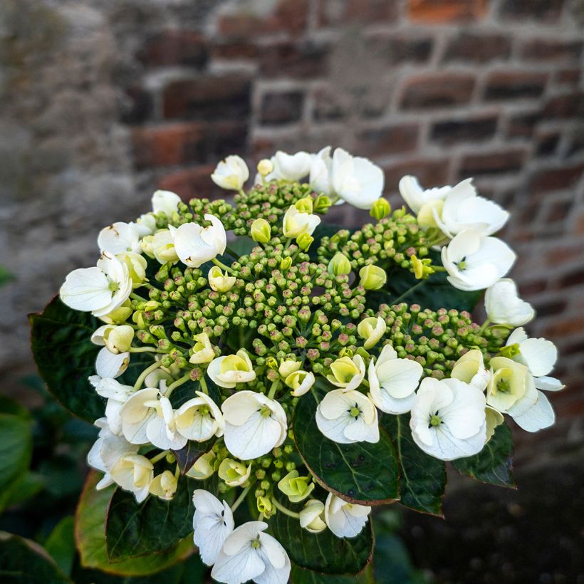 Hydrangea macrophylla Libelle (Flowering)