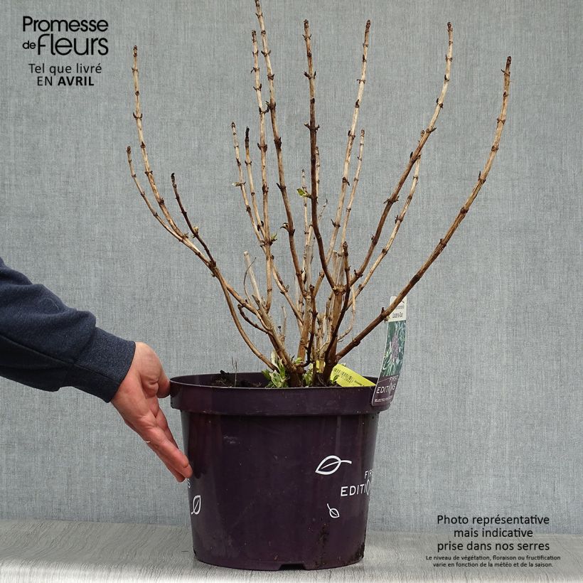 Hydrangea macrophylla LightoDay 7.5L/10L pot sample as delivered in spring