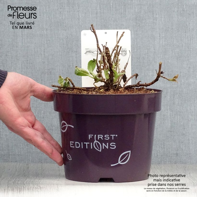 Hydrangea macrophylla LightoDay 3L/4L pot sample as delivered in spring