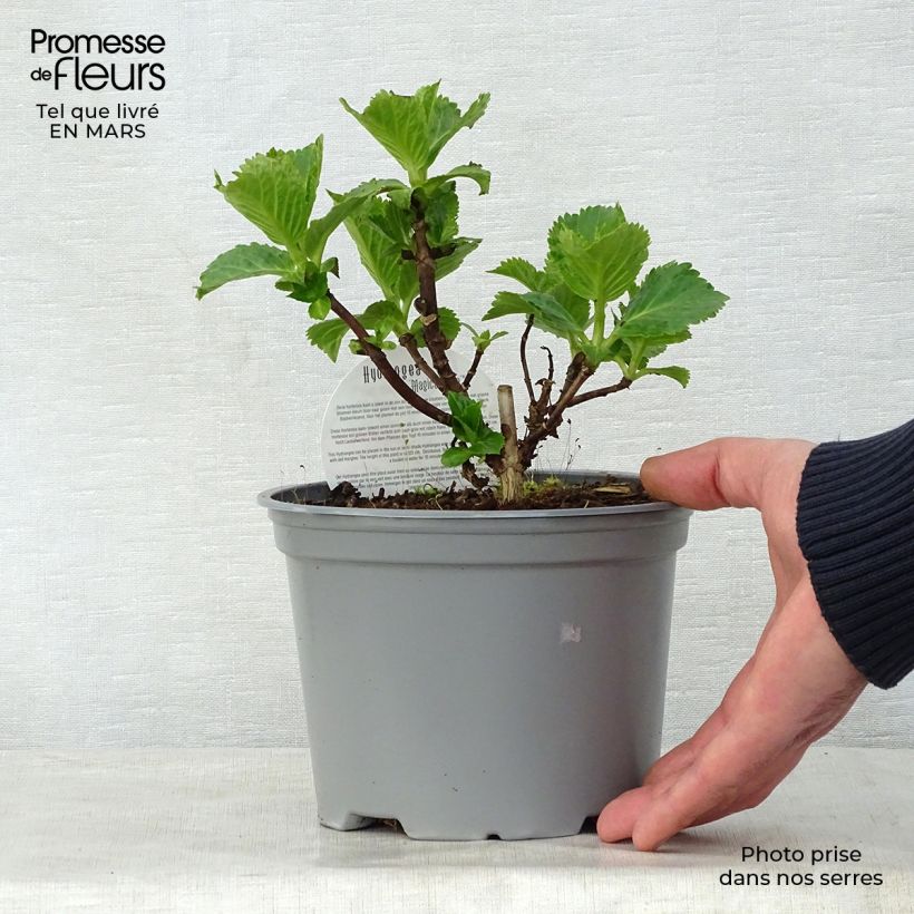 Hydrangea macrophylla Magical Jade 2L/3L pot sample as delivered in spring