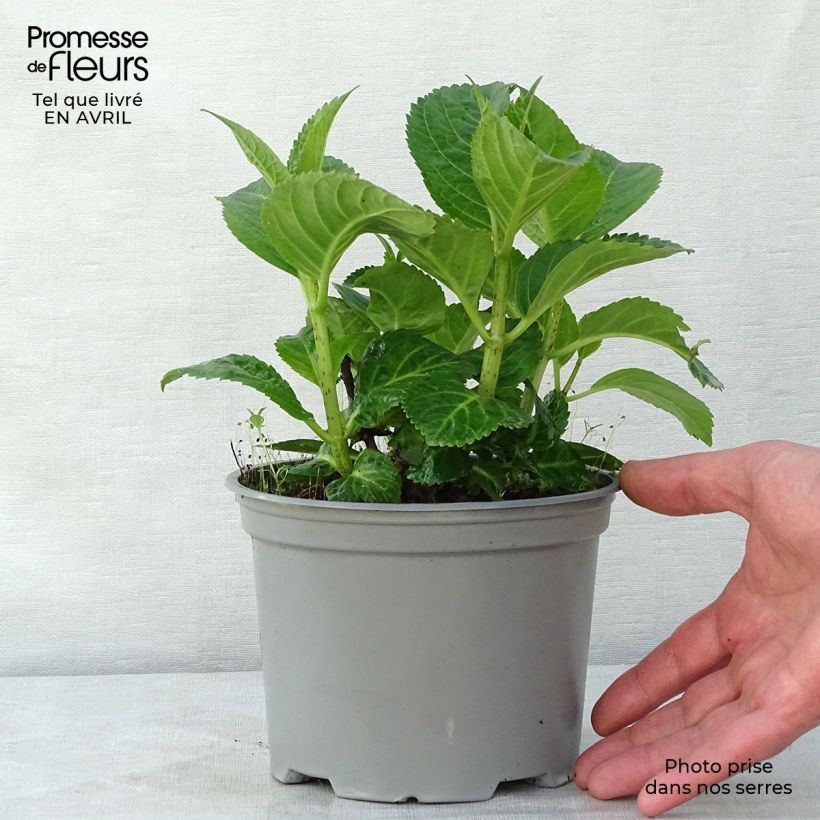 Hydrangea macrophylla Magical Noblesse 2L/3L pot sample as delivered in spring