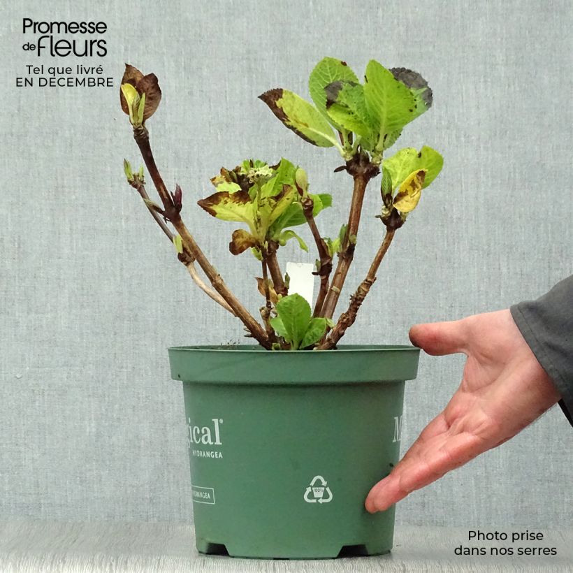 Hydrangea macrophylla Magical Revolution Pink 2L/3L pot sample as delivered in winter