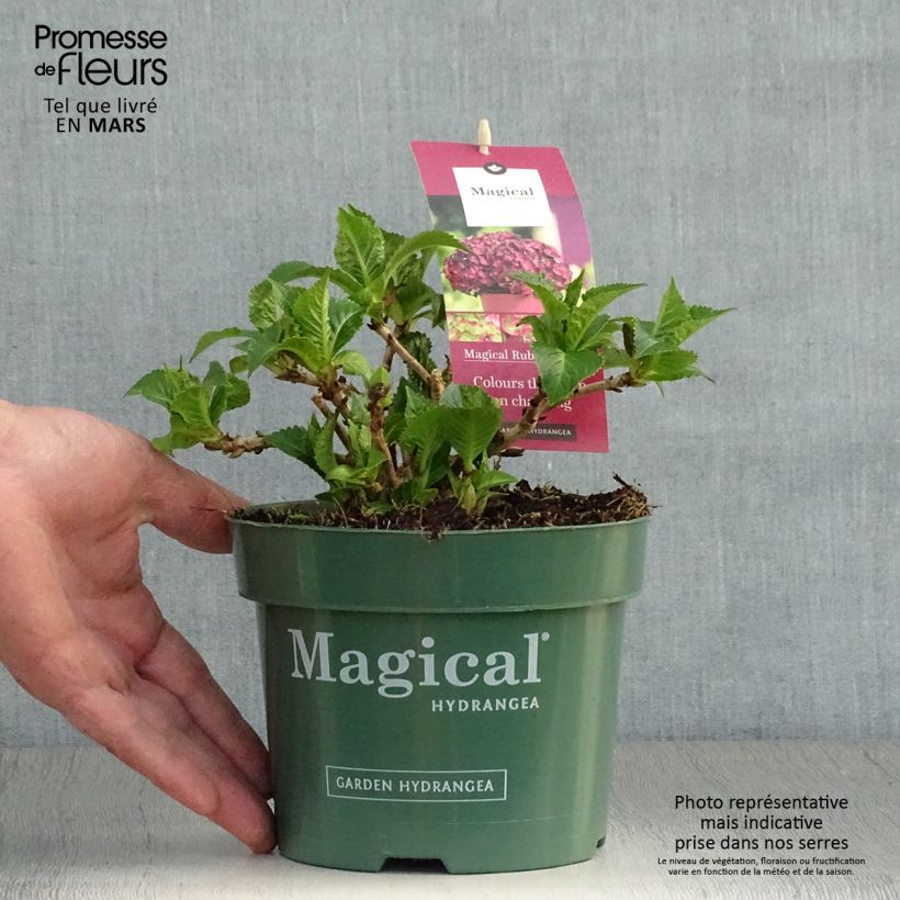 Hydrangea macrophylla Ruby Tuesday 2L/3L pot sample as delivered in spring
