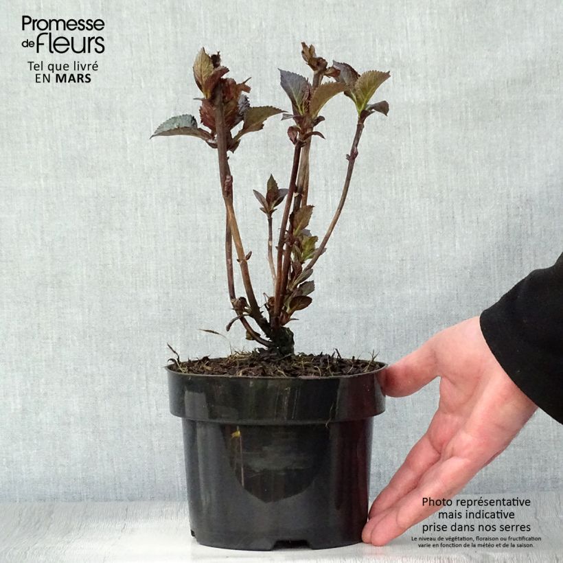 Hydrangea macrophylla Merveille Sanguine 2L/3L pot sample as delivered in spring