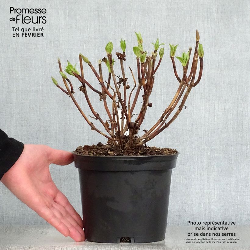 Hydrangea macrophylla Teller Messalina 2L/3L pot sample as delivered in winter