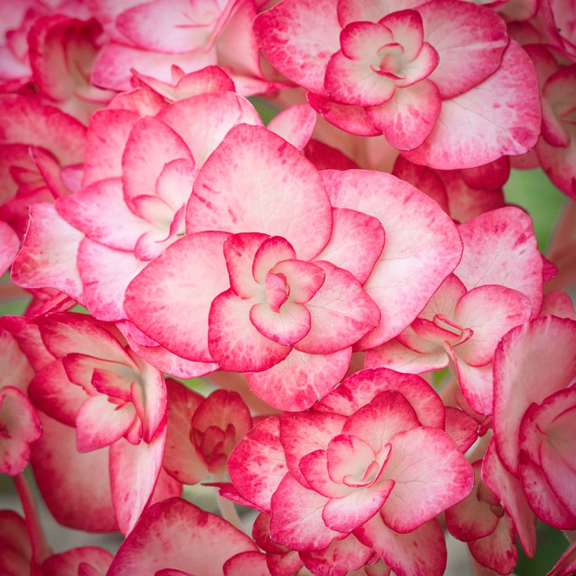 Hydrangea macrophylla Miss Saori (Flowering)
