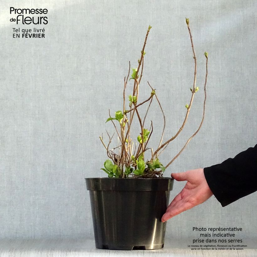 Hydrangea macrophylla Mme Emile Mouillière 7.5L/10L pot sample as delivered in winter