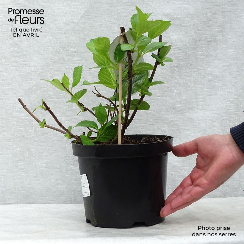 Hydrangea macrophylla Mme Emile Mouillière 3L/4L pot sample as delivered in spring