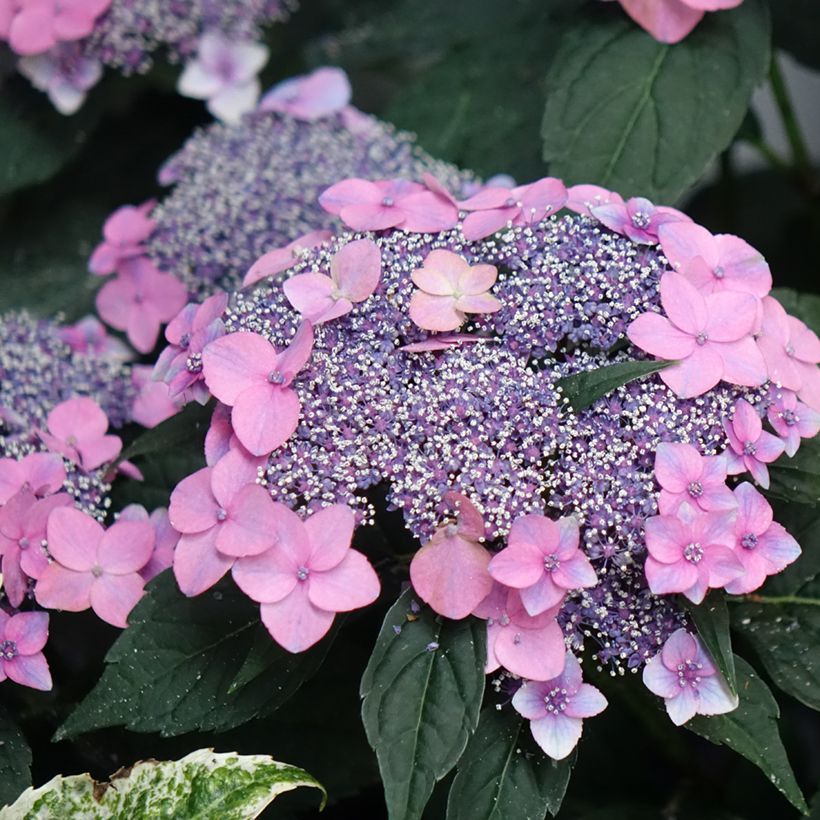 Hydrangea macrophylla Nanping (Flowering)