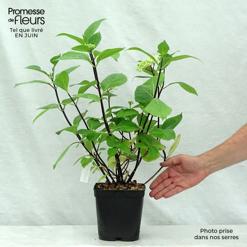 Hydrangea macrophylla Nigra 4L/5L pot sample as delivered in summer