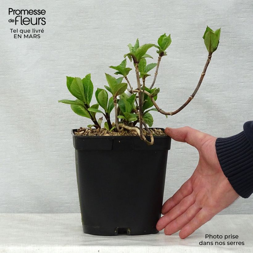 Hydrangea macrophylla Nigra 2L/3L pot sample as delivered in spring