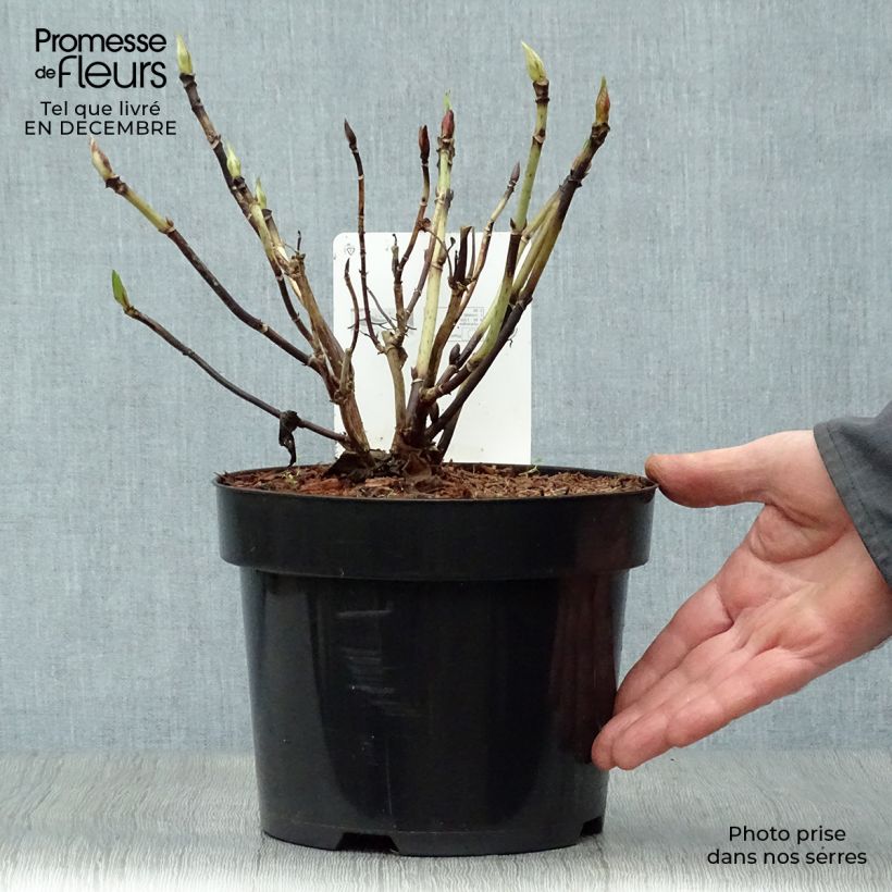 Hydrangea macrophylla Nikko Blue 2L/3L pot sample as delivered in winter