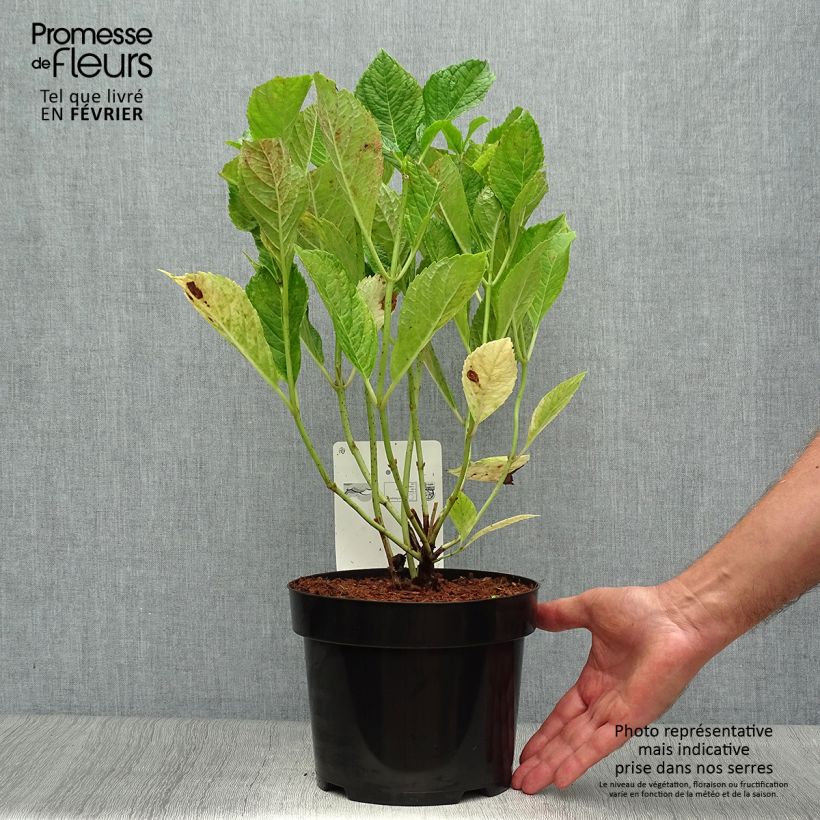 Hydrangea macrophylla Nikko Blue 2L/3L pot sample as delivered in autumn