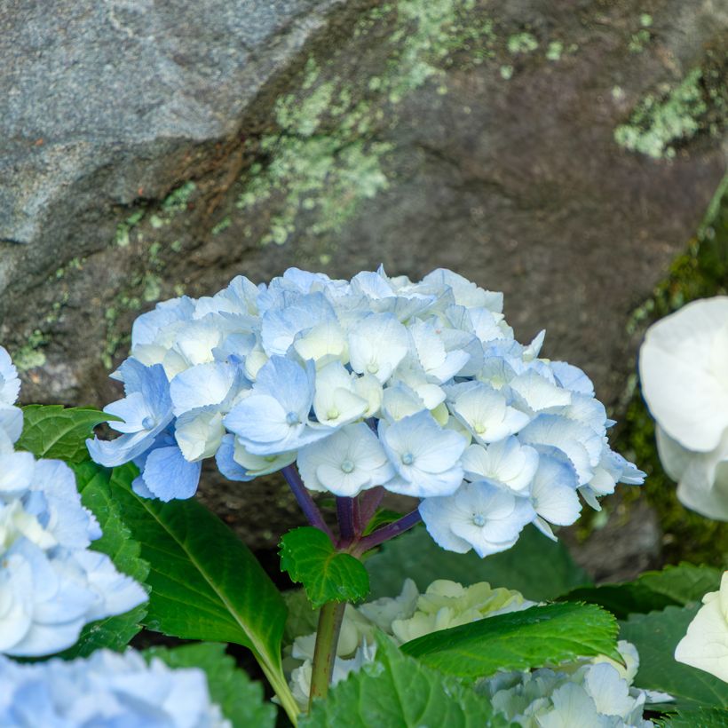 Hydrangea macrophylla Nikko Blue (Flowering)
