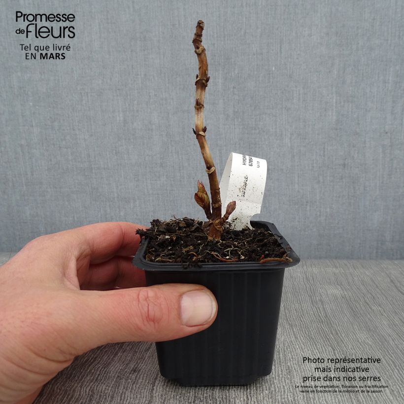 Hydrangea macrophylla Nikko Blue 8/9 cm pot sample as delivered in winter