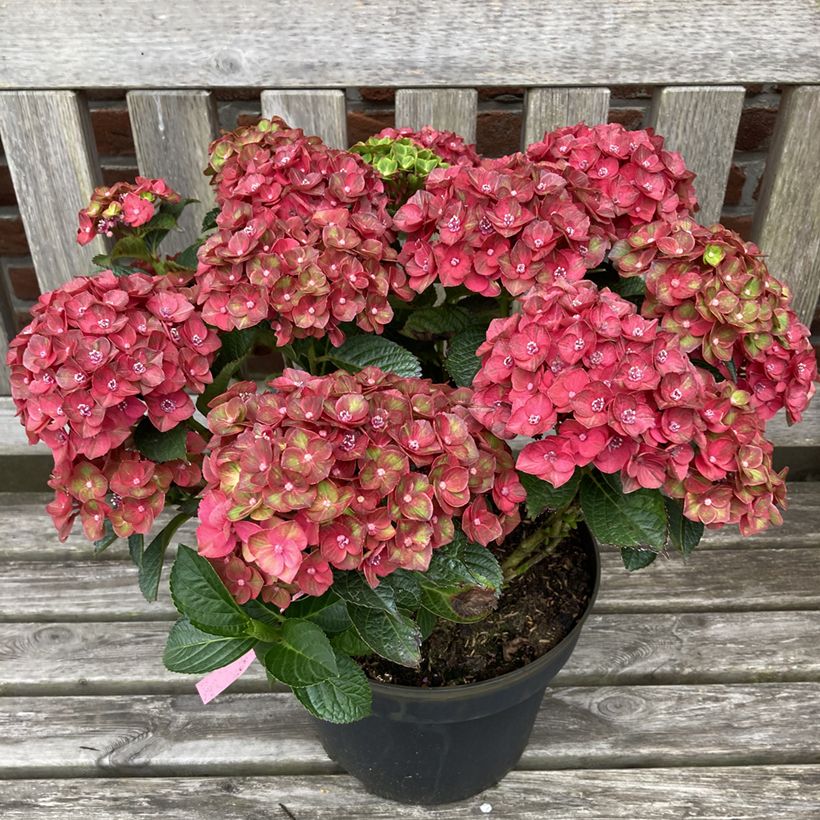 Hydrangea macrophylla Choco Love  (Plant habit)