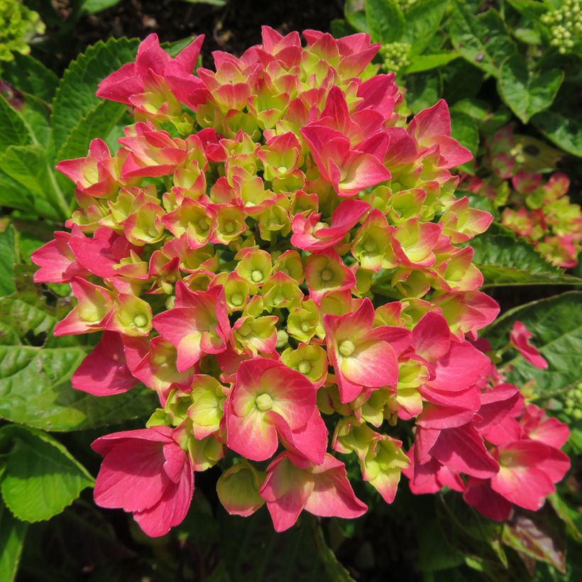 Hydrangea macrophylla Dark Pink Love  (Flowering)