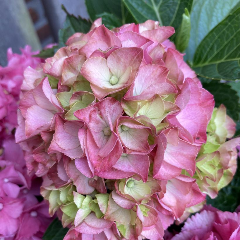 Hydrangea macrophylla Pink Love (Flowering)