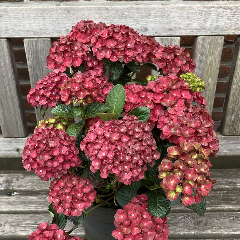 Hydrangea macrophylla Pistachio Love (Plant habit)
